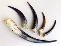 f&uuml;nf Gemsh&ouml;rner - sopranino sopran alt tenor ba&szlig;